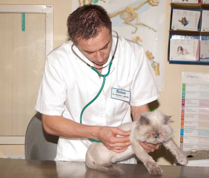Вызов ветеринара на дом район Кунцево Западном Округе Москвы