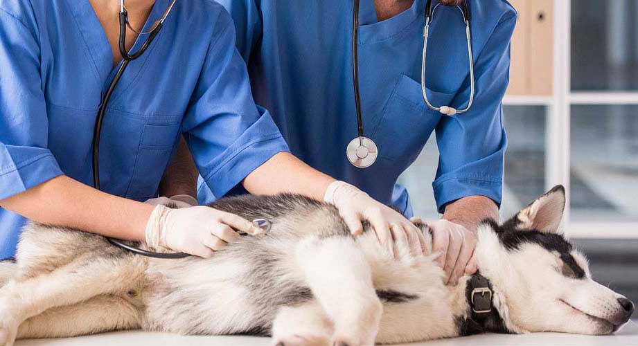 Срочный вызов ветеринарного врача в районе Кунцево Западном Административном Округе города Москвы
