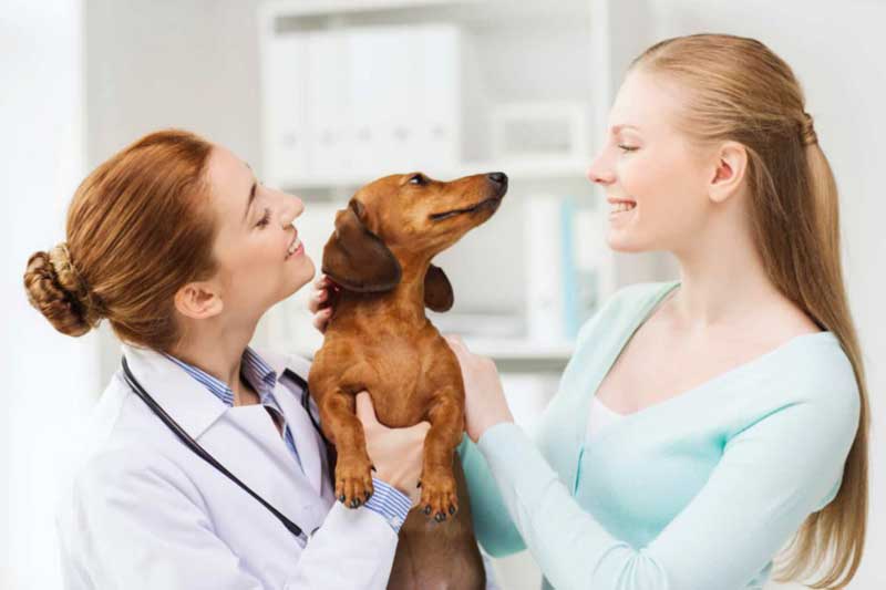 Вакцинация собаки, кошки в районе Кунцево (ЗАО)