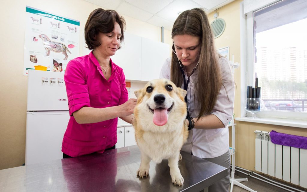 Вакцинировать животное собаку или кошку в районе Кунцево Западном Административном Округе