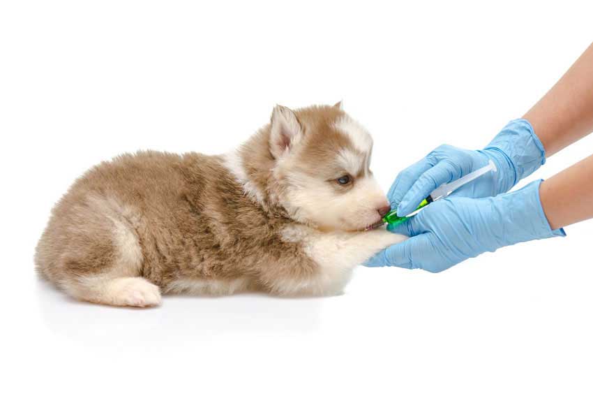 Вакцинация щенка, котенка в районе Кунцево