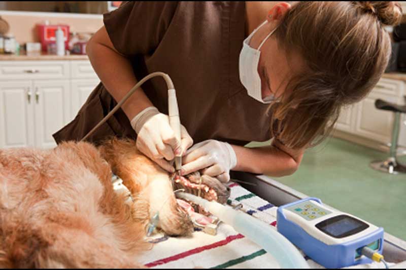 Чистка зубов у животных (собаки, кошки) ультрозвуковом в районе Кунцево (ЗАО)
