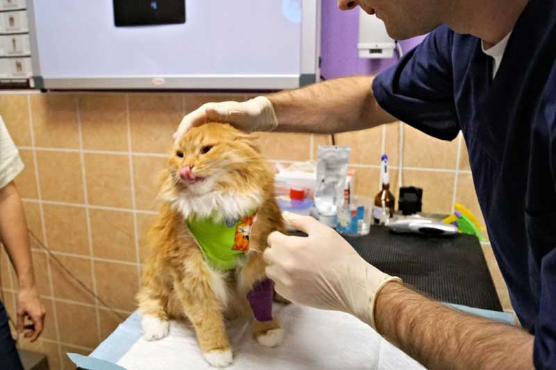 Лапраскопическая стерилизация кошки на дому (само рассасывающихся швами) в районе Кунцево (ЗАО)